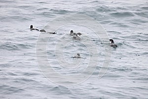 The ancient murrelet (Synthliboramphus antiquus) in Japan