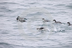 The ancient murrelet (Synthliboramphus antiquus) in Japan