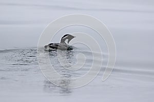 ancient murrelet who swims on the water overcast day