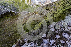 Ancient and mysterious petroglyph engraved on a mossy rock. Petroglyph Abrigo do Raposo. Amoeiro. Ourense photo