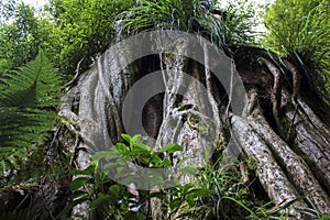 Ancient northern Rata tree twisted trunk photo
