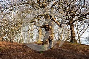 The ancient oak human groot tree Cannock Chase, Staffordshire