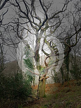Ancient Oak tree on Dartmoor National park,  devon