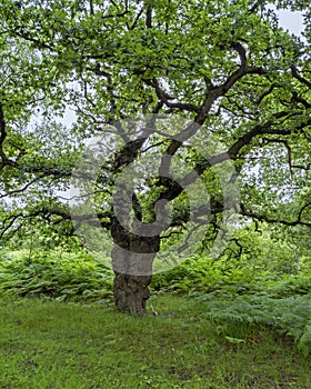 Ancient oak tree with green summer foliage