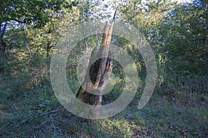 Ancient oak tree hit by lightning. The tree hit by lightning