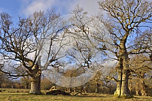 Ancient Oak Tree Park of  Central Scotland photo