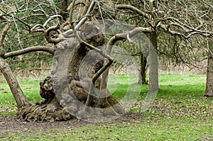 Ancient oak tree