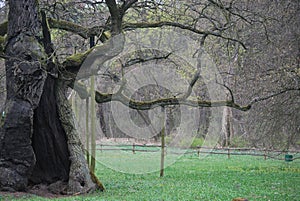 An ancient oak tree in Poland, in Rogalin