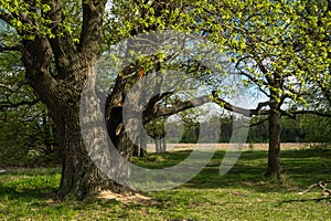 Ancient oak tree in spring.
