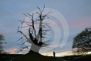 An ancient oak tree standing on a small hill with a man looking up at it, silhouetted against the sunset at winter