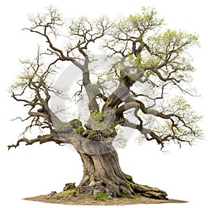 Ancient oak tree with twisted branches isolated on white background photo