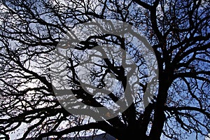 Ancient oak tree in winter, backlighting