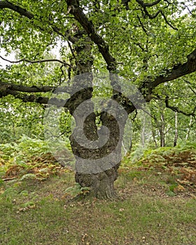 Ancient oak tree in a wood in summer