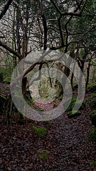 Ancient Oak trees on Dartmoor Devon Uk