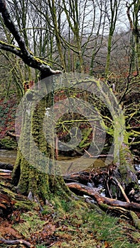 Ancient Oak trees on Dartmoor Devon Uk