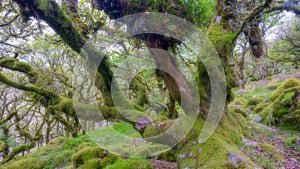 Ancient oaks in Wistman\'s Wood near Two Bridges, Dartmoor National Park