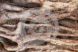 Ancient and old olive tree trunk detail texture as natural background