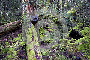 Ancient old pristine Tasmanian rainforest