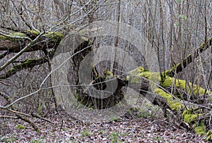 Ancient old scarey tree hidden in the woods