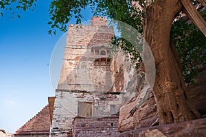 Ancient old tree and Jharokha, stone window projecting from the wall face of a building, in an upper story, overlooking Mehrangarh