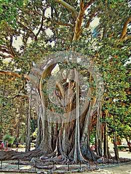 Ancient Old Tree Palermo Sicilia Painting photo