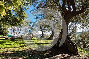 Ancient olive grove