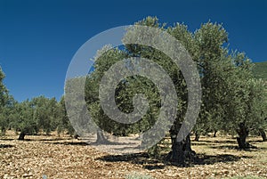 Ancient olive tree