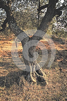 Ancient Olive Tree