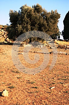 Ancient olive tree