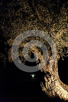 Ancient olive tree against a full moon, Spain