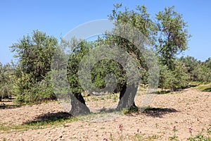 Ancient olive tree. Bible and Holy land memory historical landscape