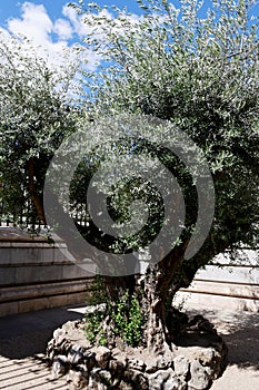 Ancient Olive Tree, Cathedral de la Almudena, Madrid, Spain
