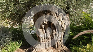 Ancient olive tree in the City of David in Jerusalem