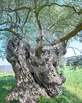 Ancient olive tree with cracked and deformed trunk