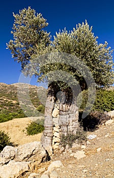 Ancient olive tree filled with rocks