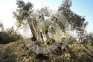 Ancient olive tree in the Guadalest Valley