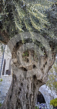 An Ancient Olive Tree in Jerusalem, Israel