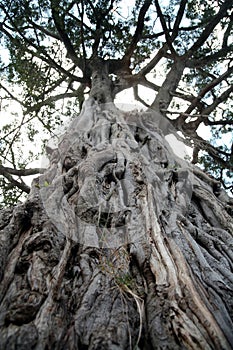 Ancient Olive Tree (Kenya)