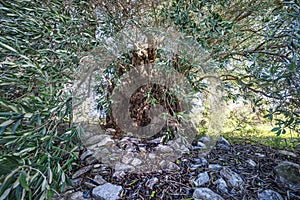 Ancient olive tree with large deformed trunk and fruits on the ground, wide angle perspective