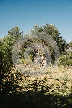 Ancient olive tree located in the region of Crete, Greece, estimated to be over 2000 years old