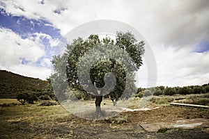 Ancient olive tree in the nature