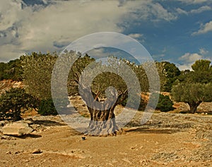 Ancient olive tree at Pont Du Gard