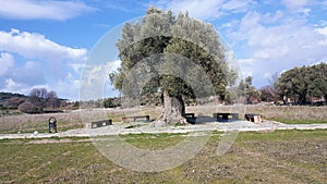 Ancient Olive Tree in Teos