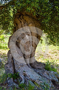 Ancient olive tree trunk, apulia.