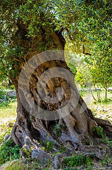 Ancient olive tree trunk, apulia.