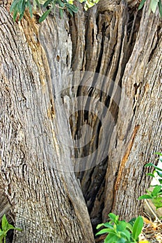 Ancient olive tree trunk