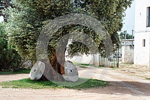 Ancient olive tree with two millstone