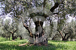 Ancient olive trees