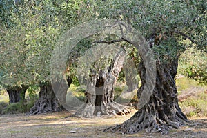 Ancient olive trees