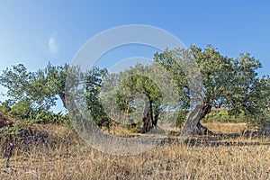 Ancient olive trees in the field